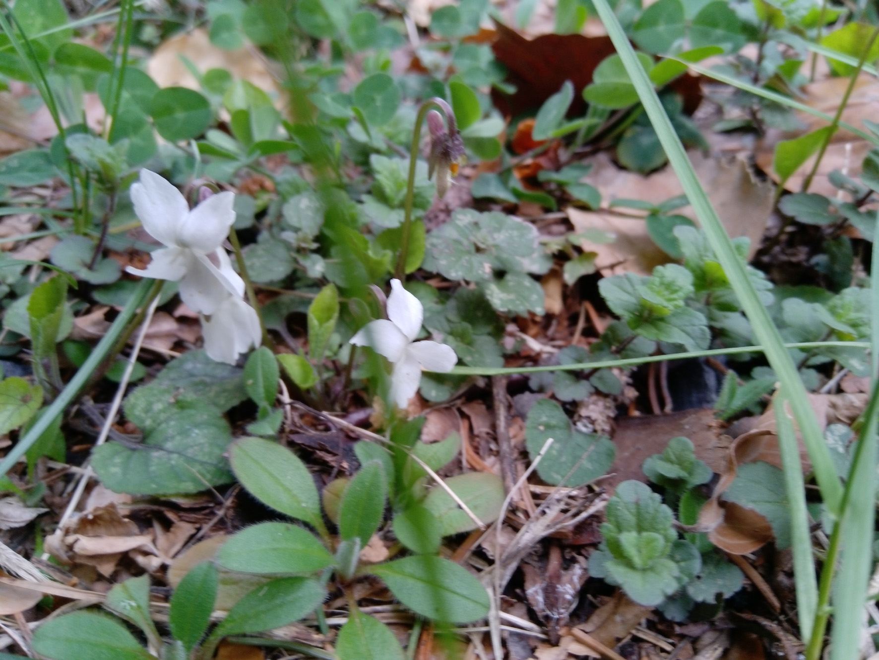 VIOLA ALBA BESSER - viola bianca/foto